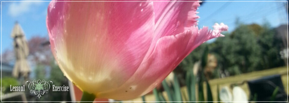 Lesson1 Exercise:ピンクのチューリップ
