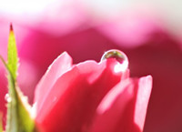 チューリップにのった雫