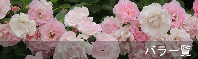 バラ一覧